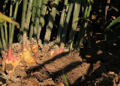 生姜什么季节种植合适