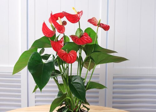 红掌开完花怎么办