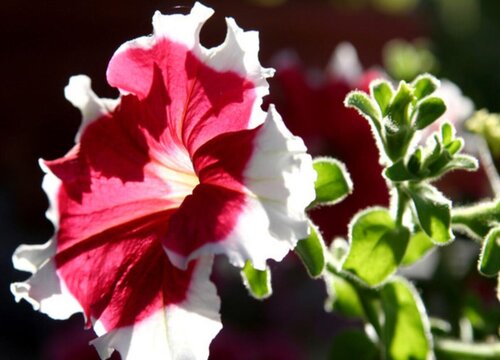 大岩桐开完花怎么办