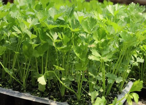 正月适合种什么菜