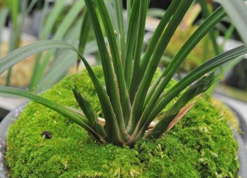 北方庭院适合种什么花