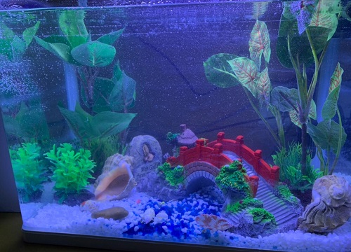 鱼缸的水可以浇花吗