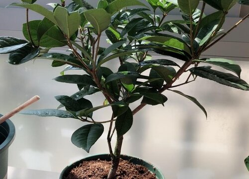 四季桂配土方法与种植土壤