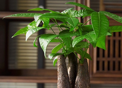 招财树配土方法与种植土壤