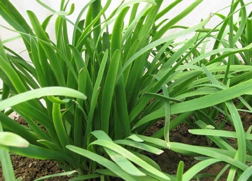 韭菜几月份种合适