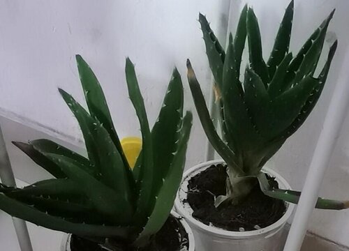 库拉索芦荟怎么养才能更旺盛_1
