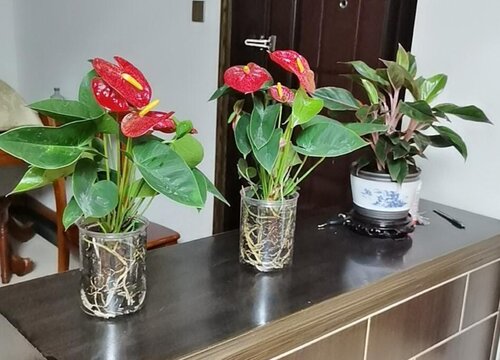 红掌什么时候换盆合适