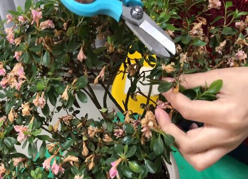 杜鹃花什么时候剪枝合适