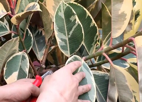 橡皮树什么时候剪枝合适