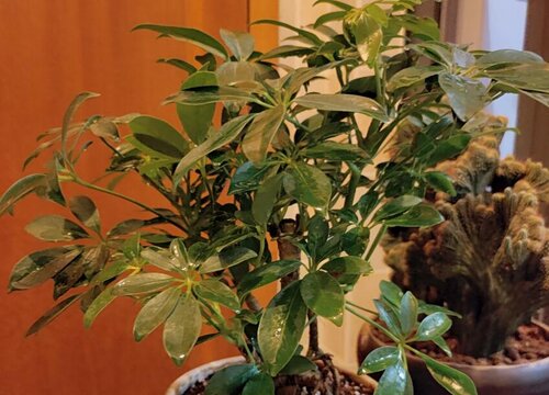 鹅掌木用什么肥料最好