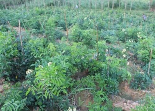 牛大力种植间距是多少