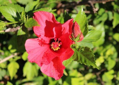 芙蓉花浇什么肥料合适