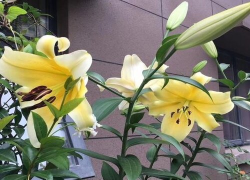 百合花几天浇一次水 春夏秋冬各不同