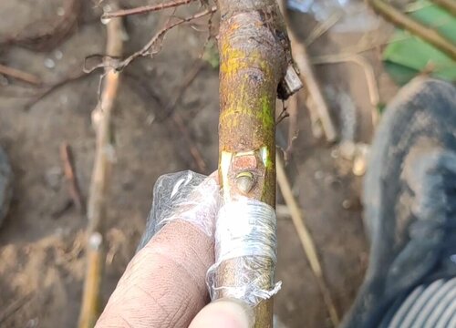 无花果芽接最佳时间和技术方法