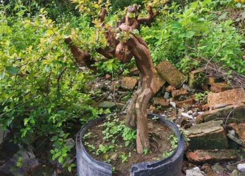 冬季雀梅下山桩怎么养护