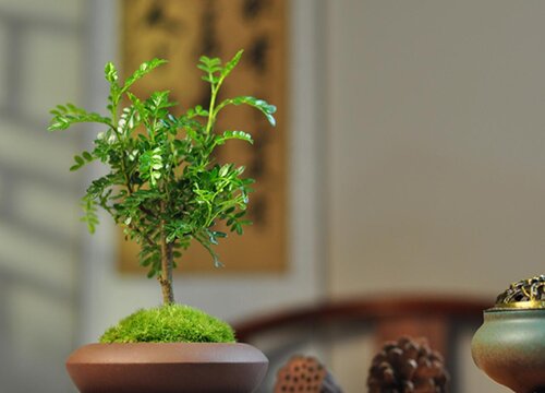 清香木几天浇一次水 春夏秋冬各不同