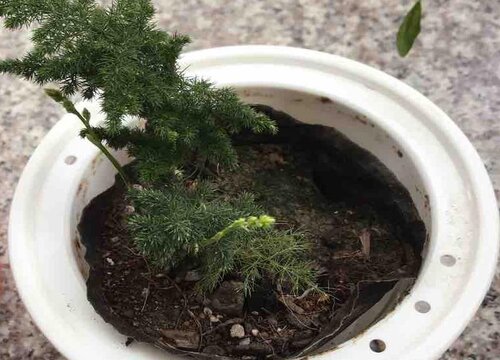 云竹几天浇一次水 春夏秋冬各不同