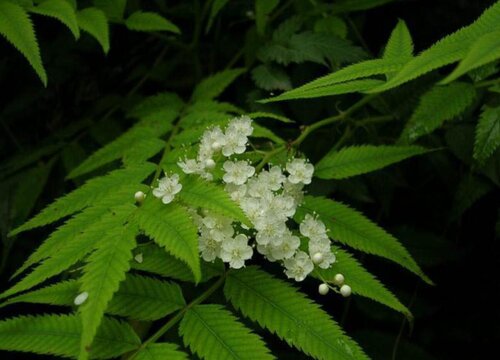 珍珠梅几天浇一次水 春夏秋冬各不同