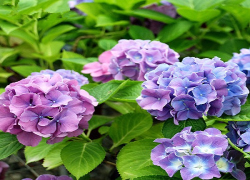 绣球几天浇一次水 春夏秋冬各不同