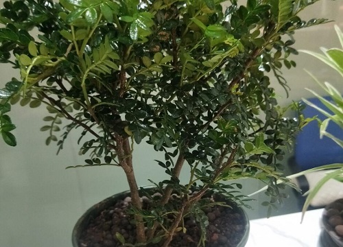 清香木几月份扦插最好