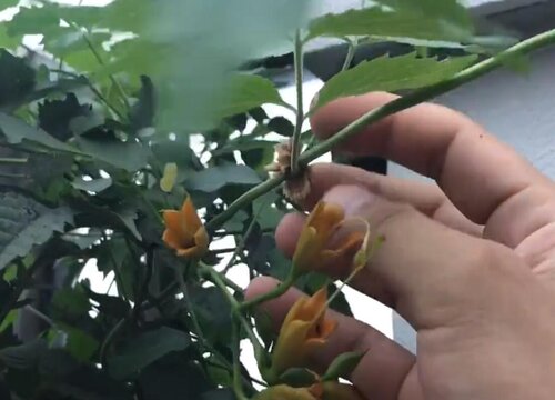 凌霄花几月份扦插最好