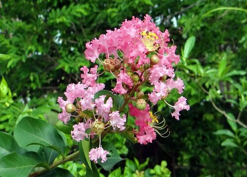 紫薇生长速度快慢 一年能长多少