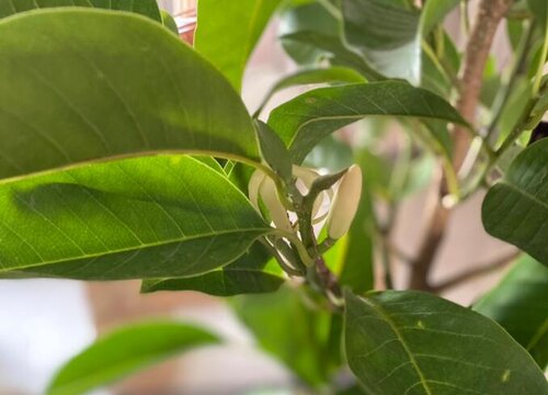 玉兰树生长速度快慢 一年能长多少