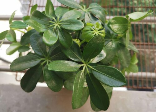 植物摘心打顶时间与方法