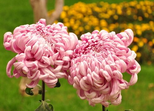 菊花多久浇一次水