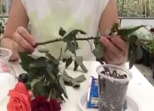 玫瑰几月份扦插最好