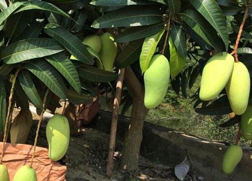 芒果树修剪最佳时间