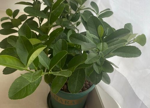 香水柠檬怎么养家庭养法