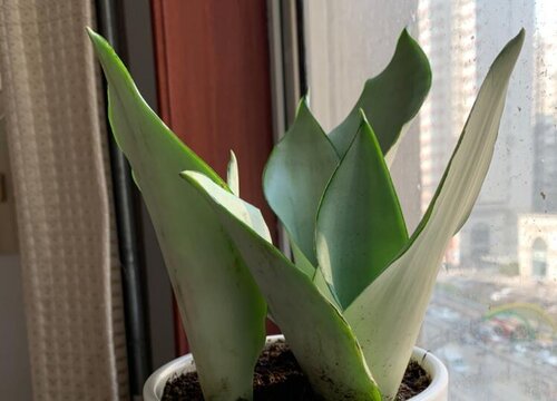 虎皮兰可以水培吗