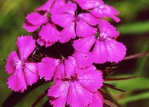 石竹花怎么水养