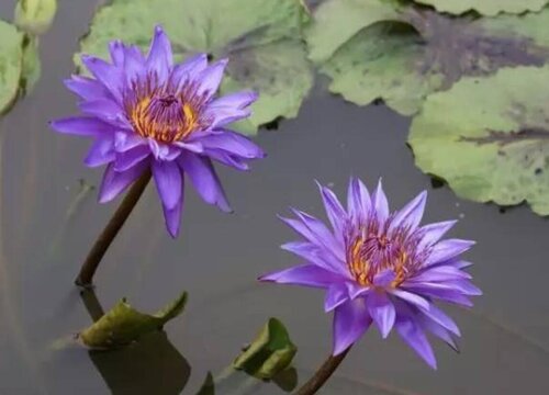 延药睡莲怎么水养