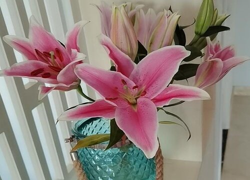百合怎么水养