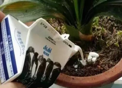 植物可以浇牛奶吗