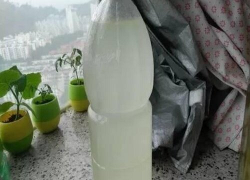 多肉可以浇淘米水吗