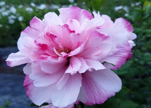 木槿花好养吗 养殖方法和养护要点