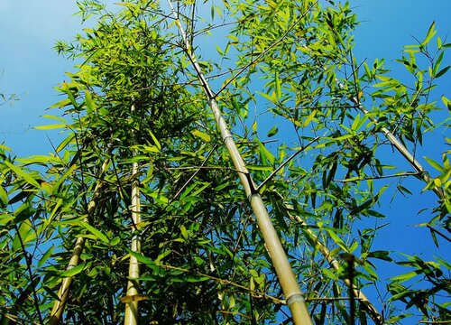 竹子好养吗 养殖方法和养护要点