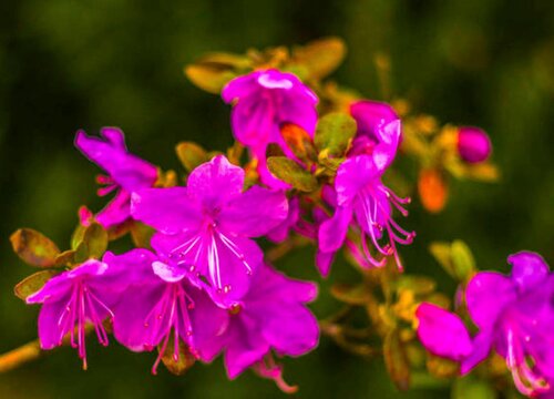 杜鹃花可以水养吗