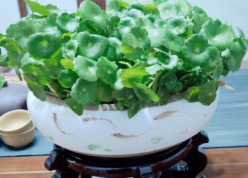 金钱草可以水养吗