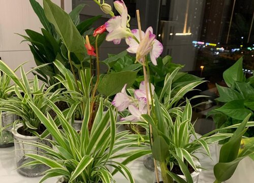 兰花可以水养吗