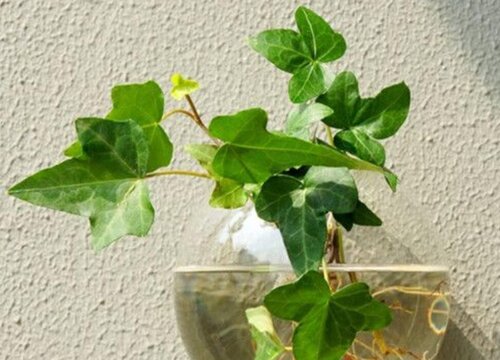 常青藤可以水养吗