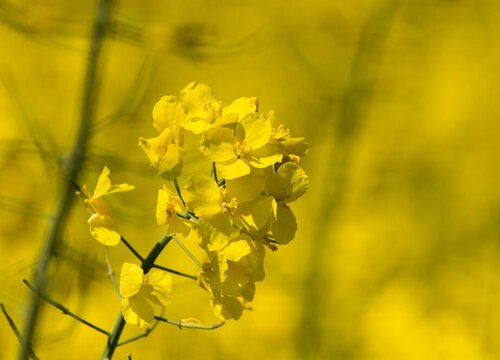 油菜花可以水养吗