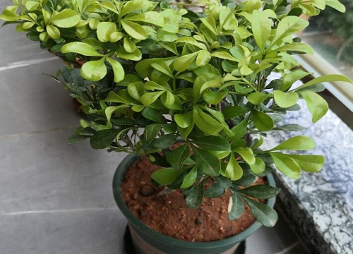 米兰花喜不喜欢阳光