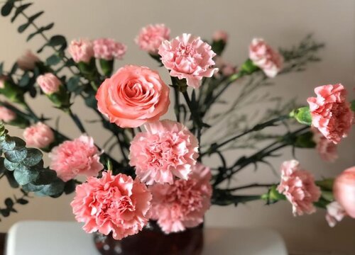 康乃馨喜不喜欢阳光