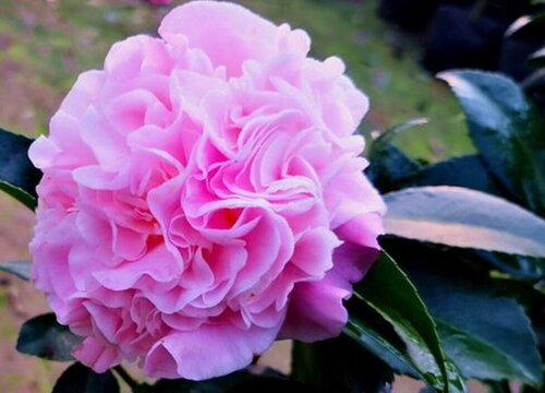 香妃茶花好养吗 养殖方法和养护要点