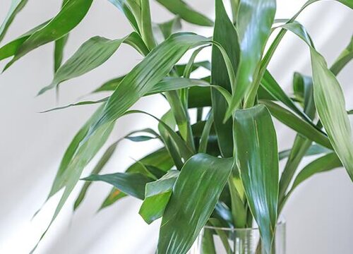 水竹水草好养吗 养殖方法和养护要点