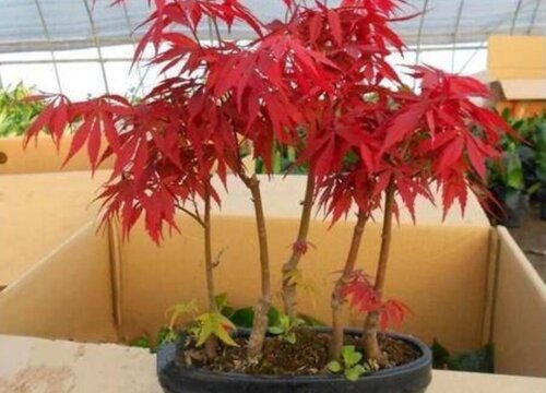 红枫盆栽用多大的盆